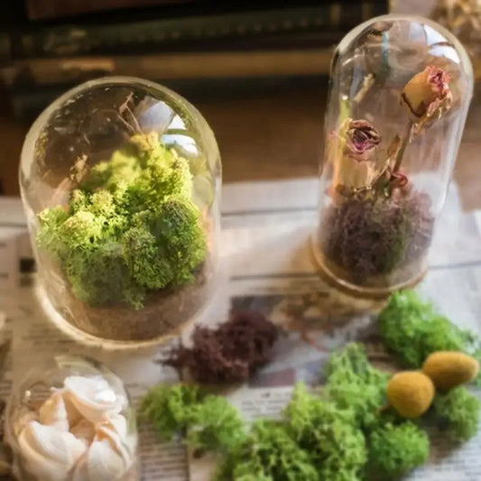 2Pcs Mini Glass Cloche Dome Bell Jars