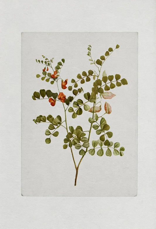 Vintage Botanical Wall Art
